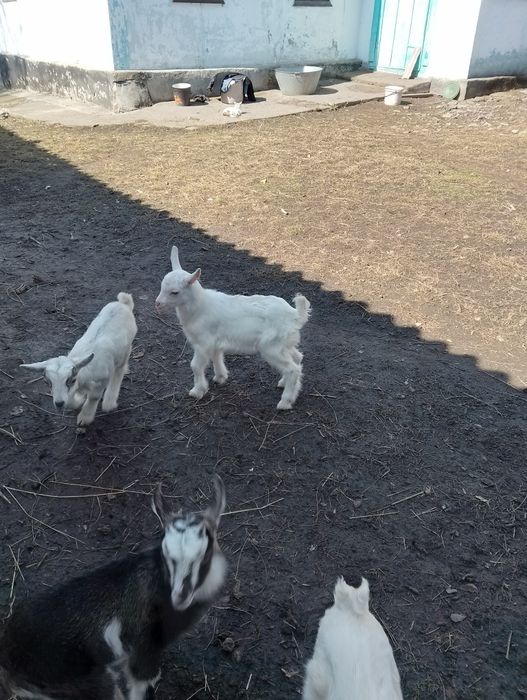 Продам козенята всі