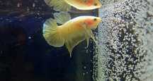 Bojownik HMPK gold
