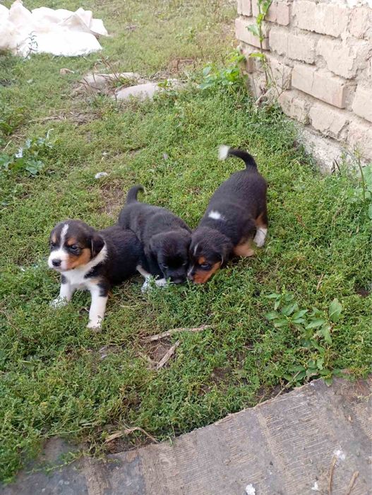 Продаються цуценята естонка гонча