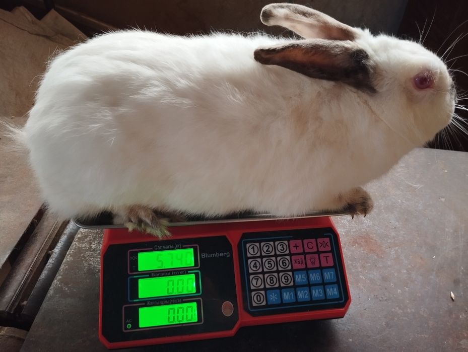 Кролі кролики на плем'я