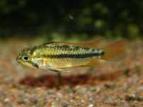 Pielęgniczka kakadu - Apistogramma cacatuoides