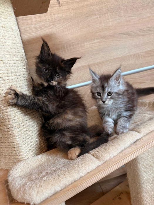 Kotka Maine coon czarna szylkretka f 09