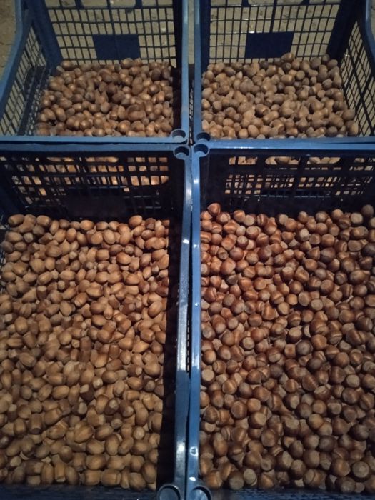 Продам саджанці та горіхи фундука