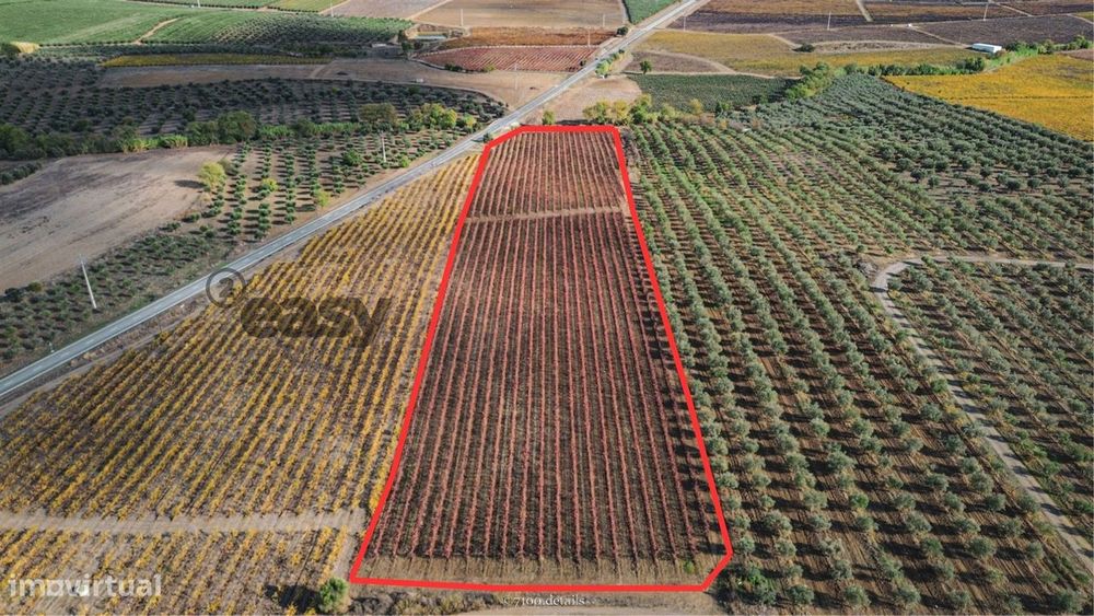 Vinha Com 1,87 Hectares Na Vidigueira Para Venda