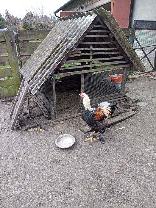 Sprzedam Koguty Brahma, Kochin, krzyżówka nioski