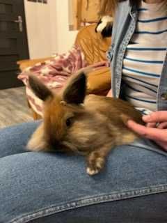 Królik miniaturka samiec