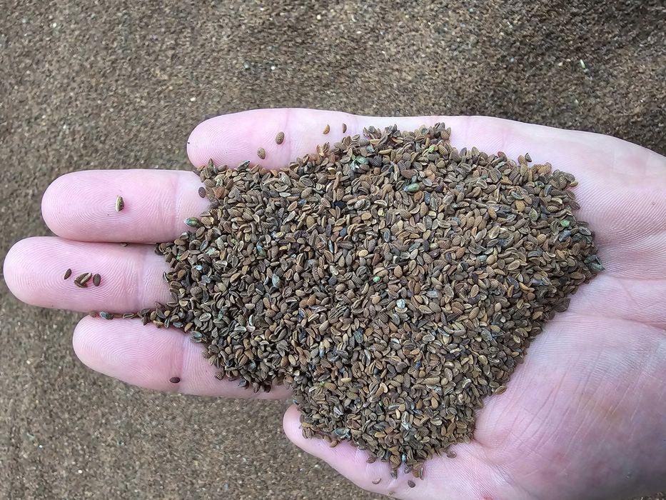 Facelia 2 × przewiana