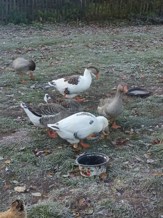 Продам гусей молоді