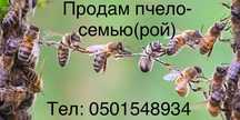 Продам пчело-семью (рой)