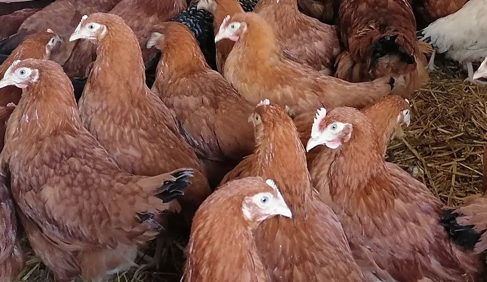 Kurczęta odchowane kurki nioski brojlery kaczki gęsi perliczki indyki