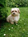 Maltipoo maltańczyk & pudel toy piesek