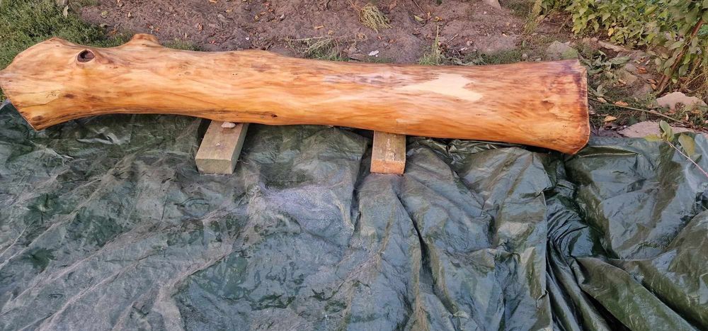 Orzech włoski 2.6 m