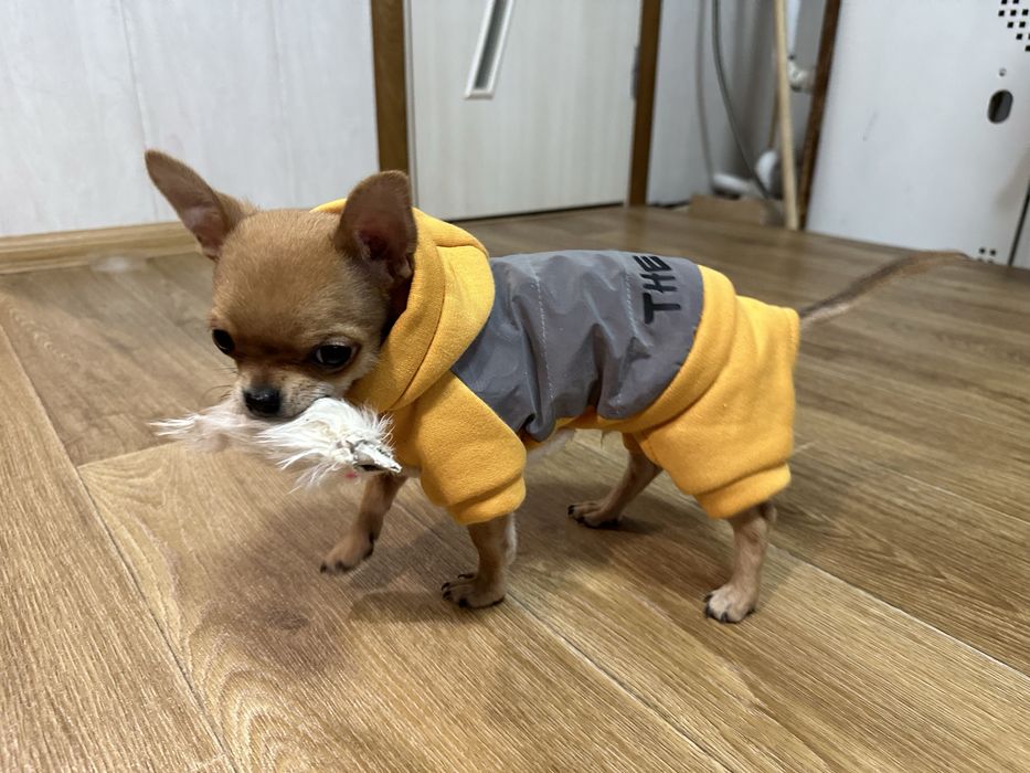 Одяг для тварин цуценяти xxs xs теплий куртка