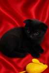 Scottish Fold Shorthair z rodowodem