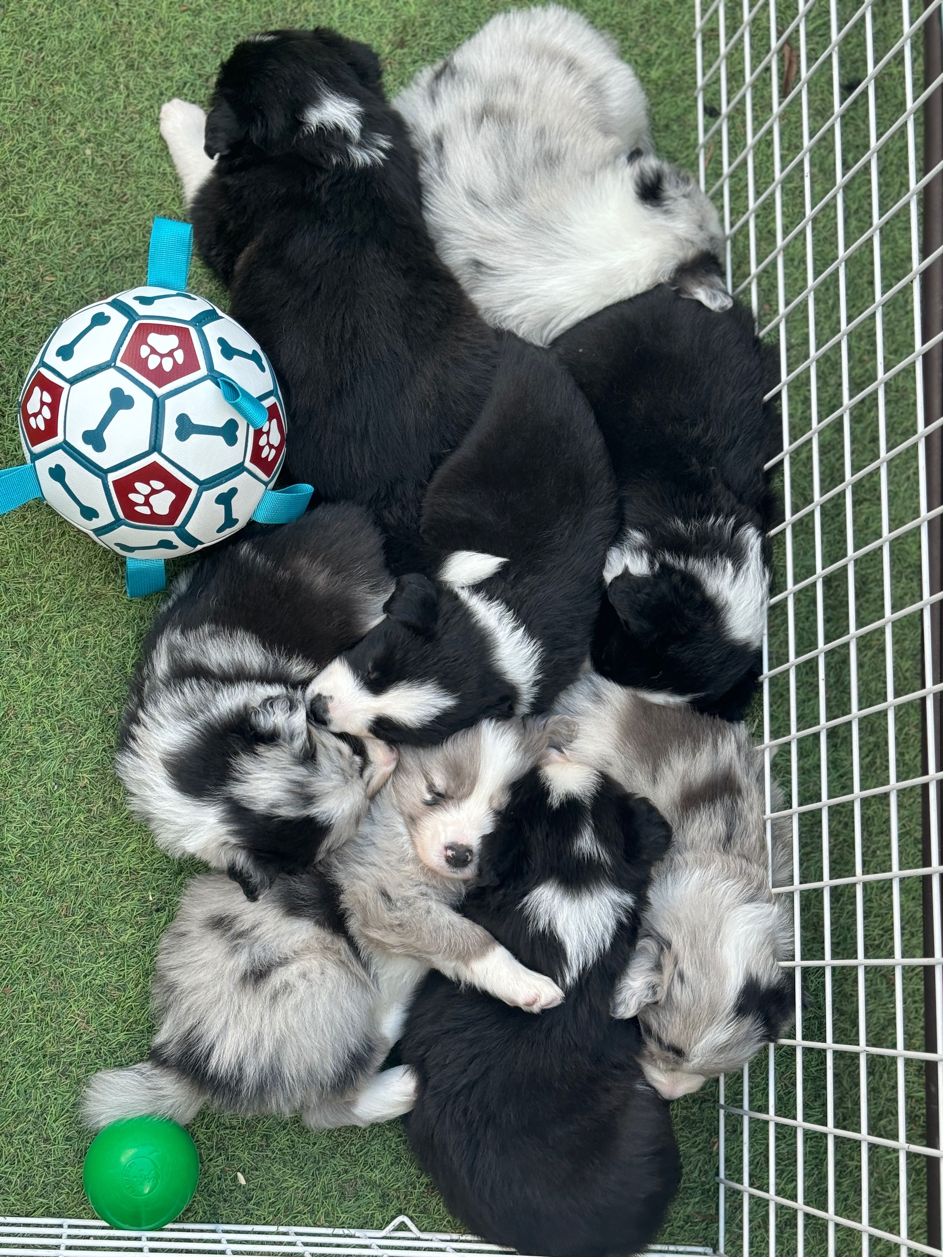 Suczka Border Collie FCI ZKwP Warszawa blue merle