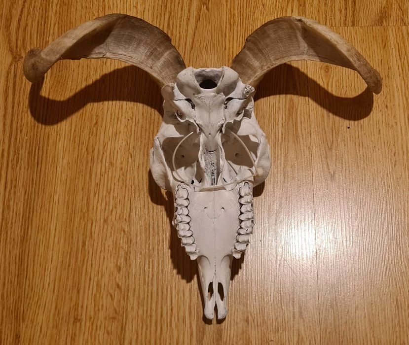 Czaszka poroże muflona