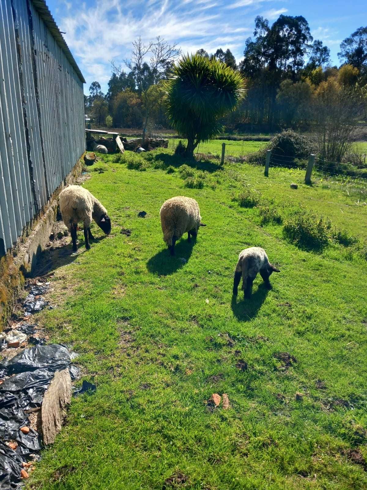 3 Ovelhas sufflok e um anho