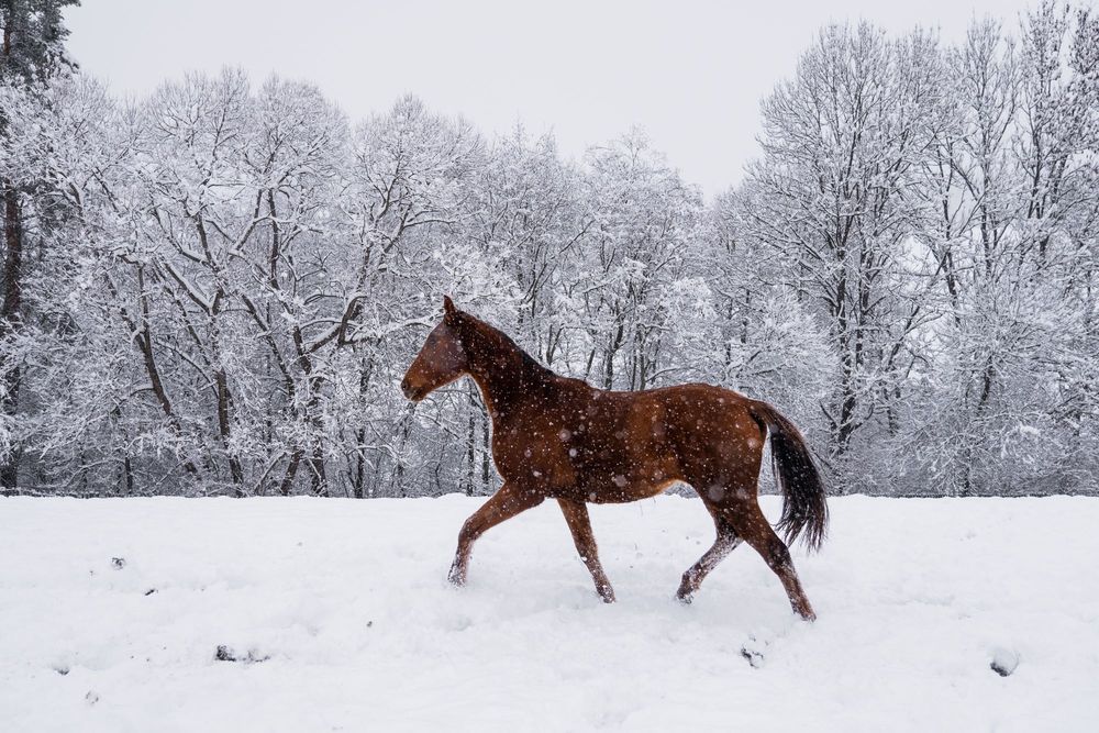Klacz kasztanka polski koń sportowy, świetne pochodzenie