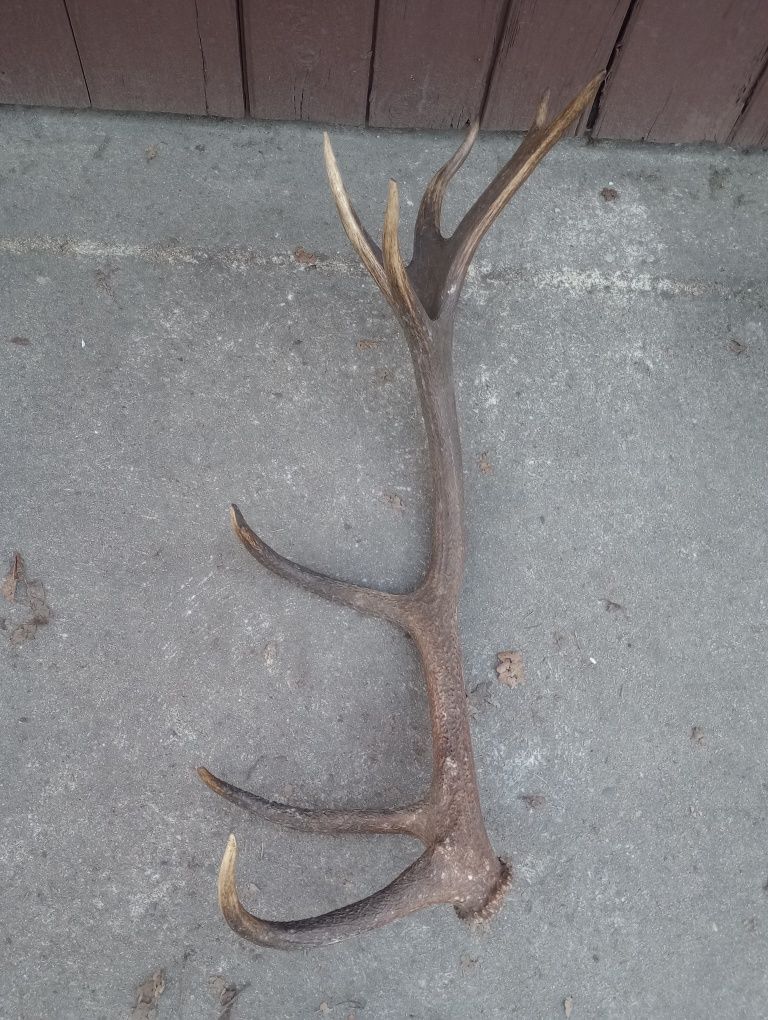 Poroże jelenia - zrzut 16-tak 2,10 kg
