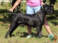 Reproduktor Cane Corso Italiano SAMBOR Crazy Clan krycie