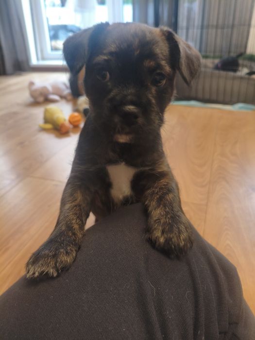 Szczeniak mieszaniec ( buldog francuski z yorkiem ) ZAREZERWOWANE )