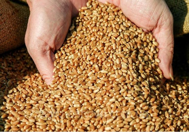 Продам зерно пшениці 2021