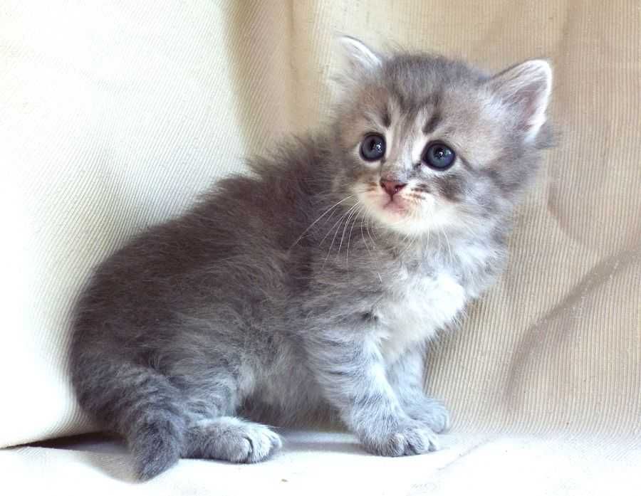 Kot, kotka syberyjska z rodowodem