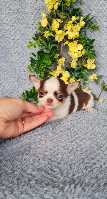 Estupendo super mini mini menino Chihuahua/Chiuaua de Qualidade