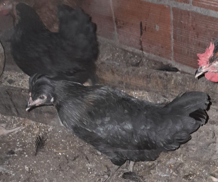 Garnisés fêmeas  sem raça defenida