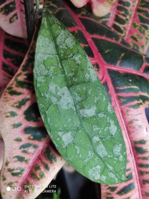 Hoya hoja sp.SLM04silver