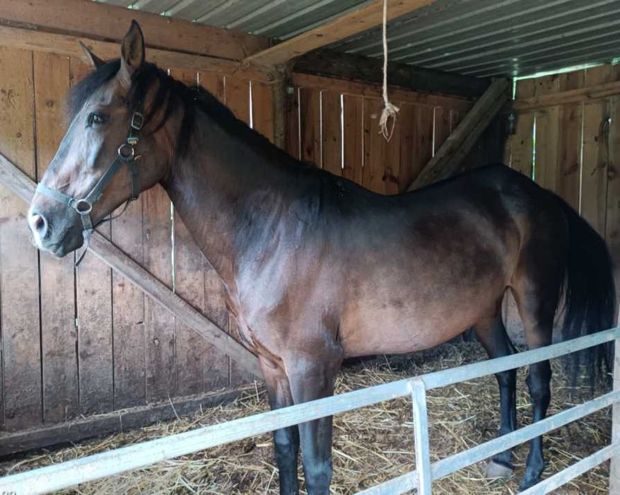 Égua cruzada muito mansa