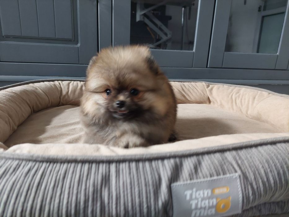 Szpic miniaturowy sunia