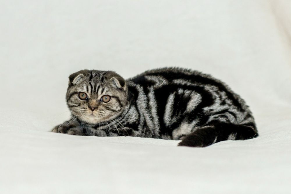 Шотландский вислоухий мальчик