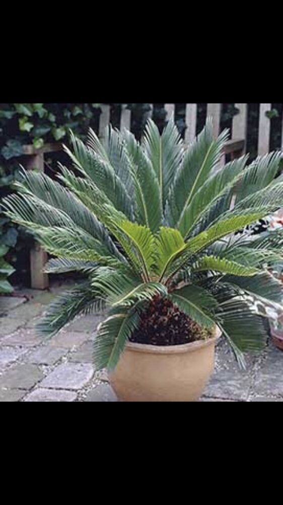 Palmeiras de leque whashingtonia, cycas