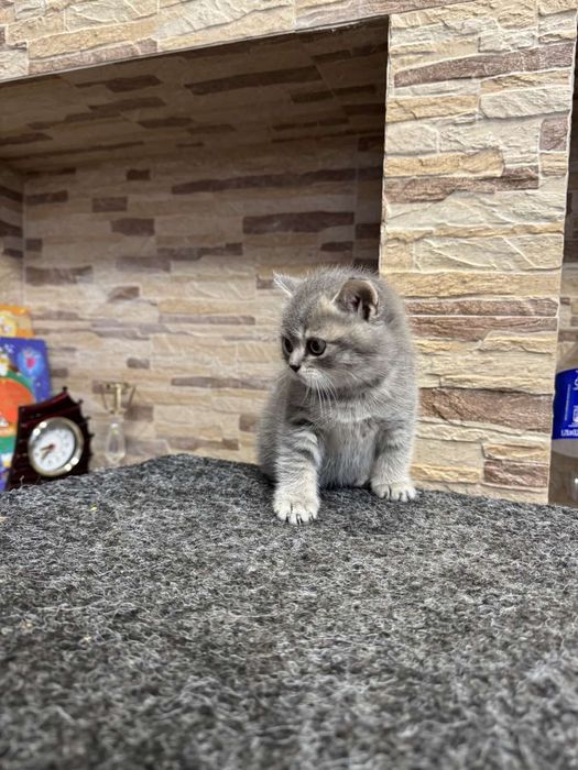 Продам британську дівчинку