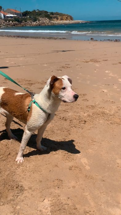 Doação! Cadela fêmea / 1 ano