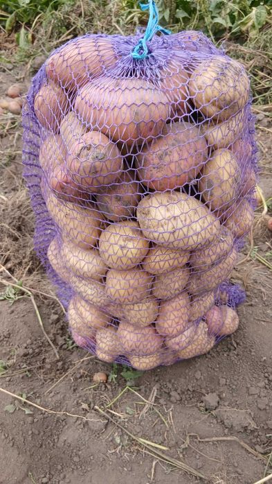 Продам картоплю велику