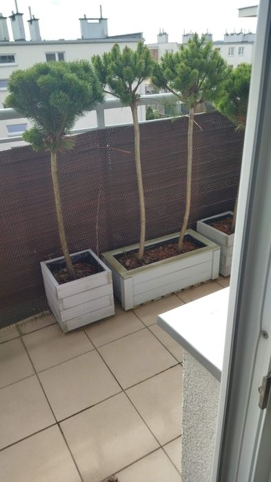 Wynajmę mieszkanie 4 pokoje Podkarczówka