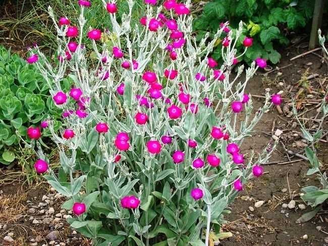 Firletka omszona bylina, zestaw -2 szt. możliwość wysyłki OLX