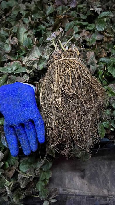 Саджанці Полуниці Розсада Малини Плодові дерева Саженцы Клубники