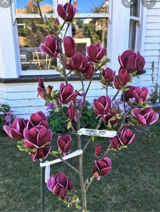 Магнолія Блек Тюліп Сенсація Альба Камея Орхід Рустіка Джені Суланжа