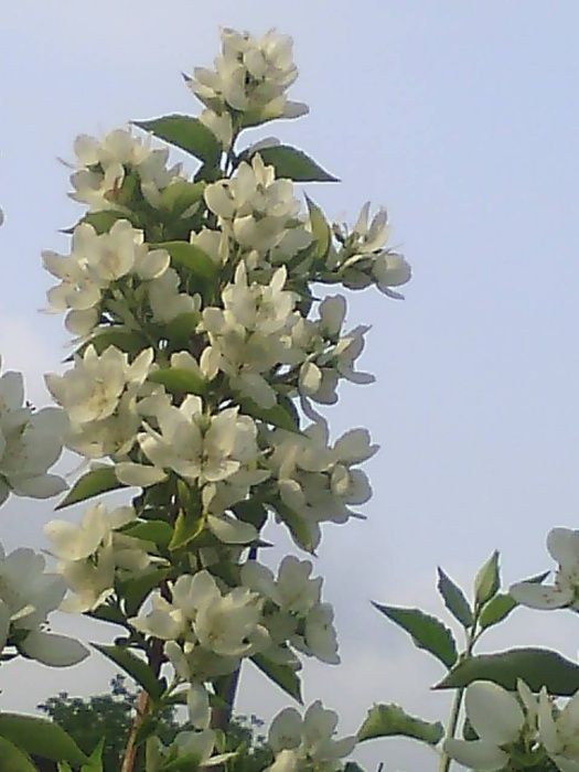 Жасмин чубушник саженцы