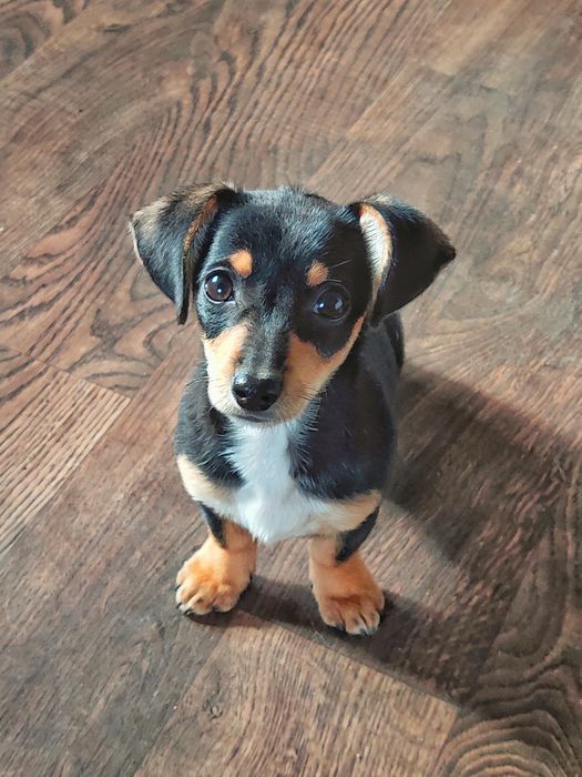 БЕЗКОШТОВНО Цуценя метис такса дівчинка 2 місяці