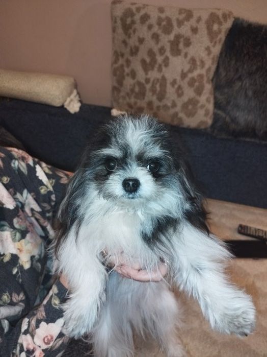 Oddam suczkę za darmo