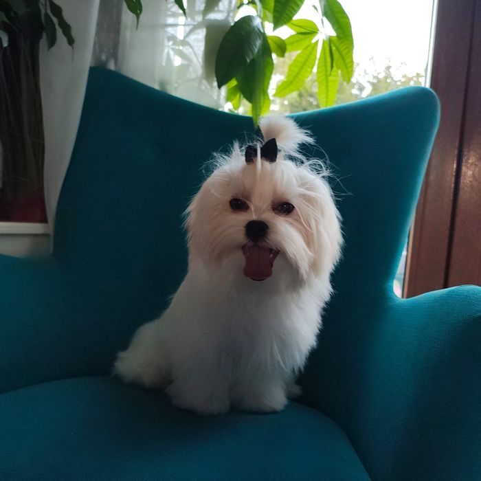 Maltanczyk po koreanczyku