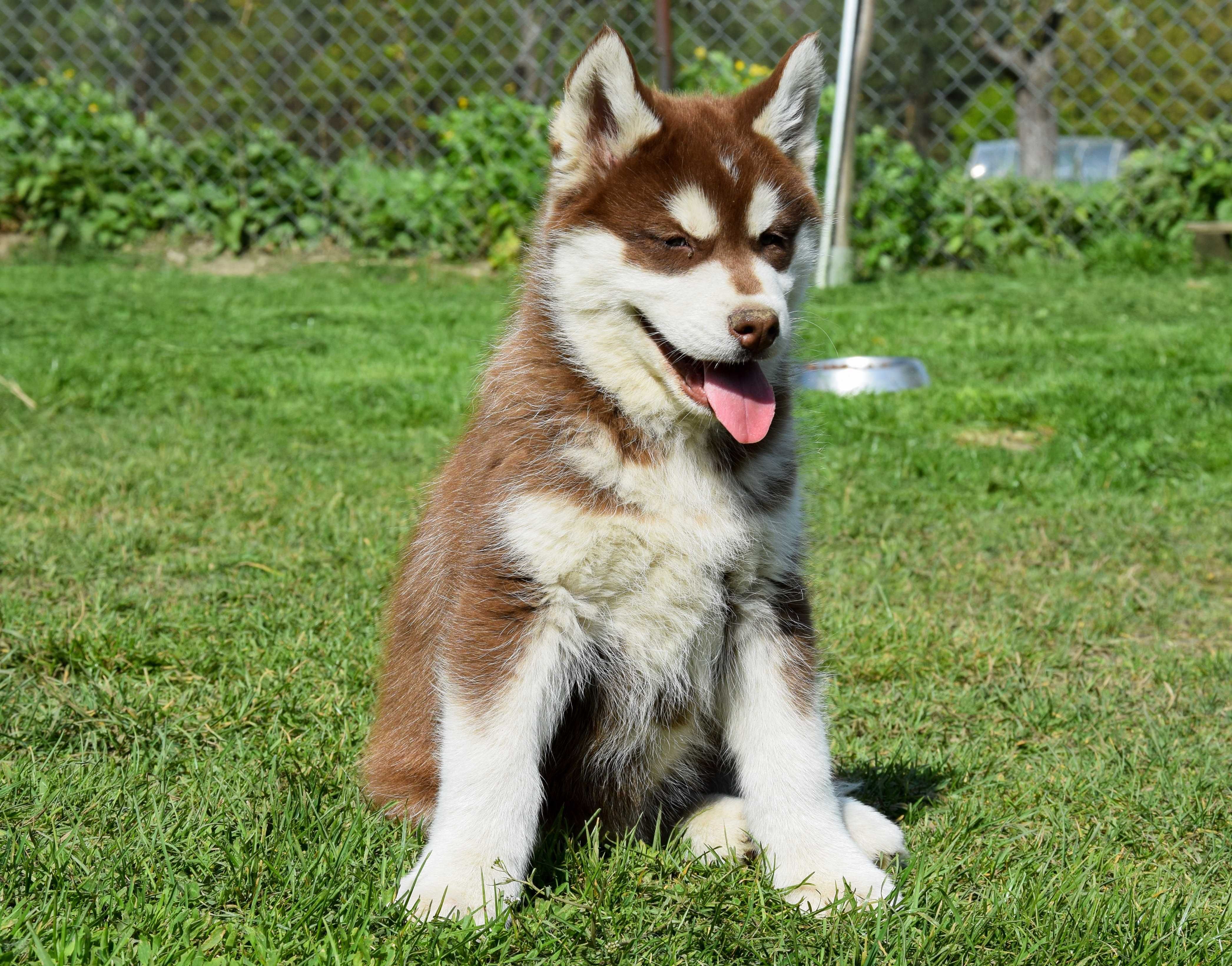 Siberian Husky Piesek Alpin