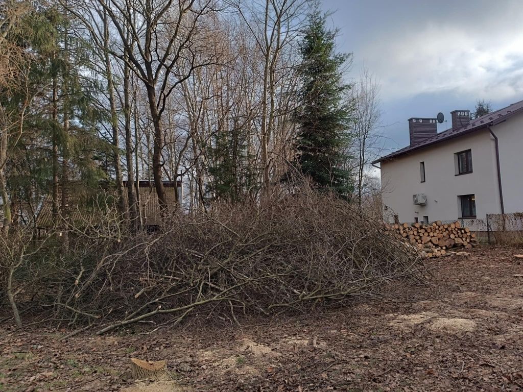 Oddam za darmo gałęzie brzozy modrzewia i orzecha