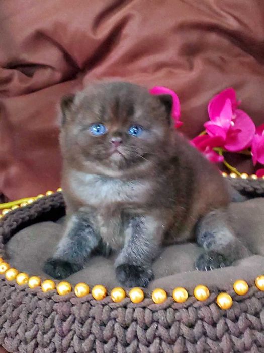 Британський хлопчик Чорний діамант