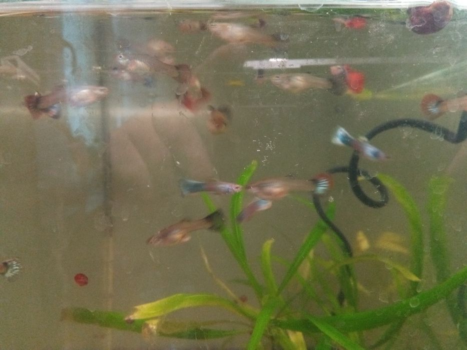 Молодые анциструс супер ред.гуппии красивые