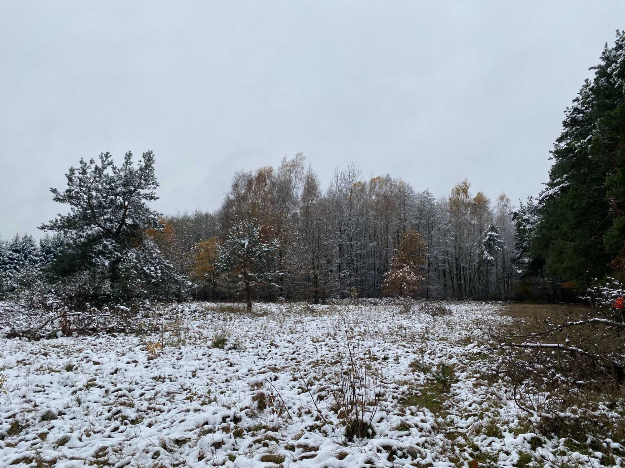 Unikalna działka rolna z możliwością zabudowy – 13500 m2, las, źródło.